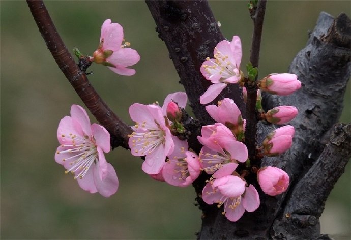 百花争春齐盛放，梅花守冬独俏开