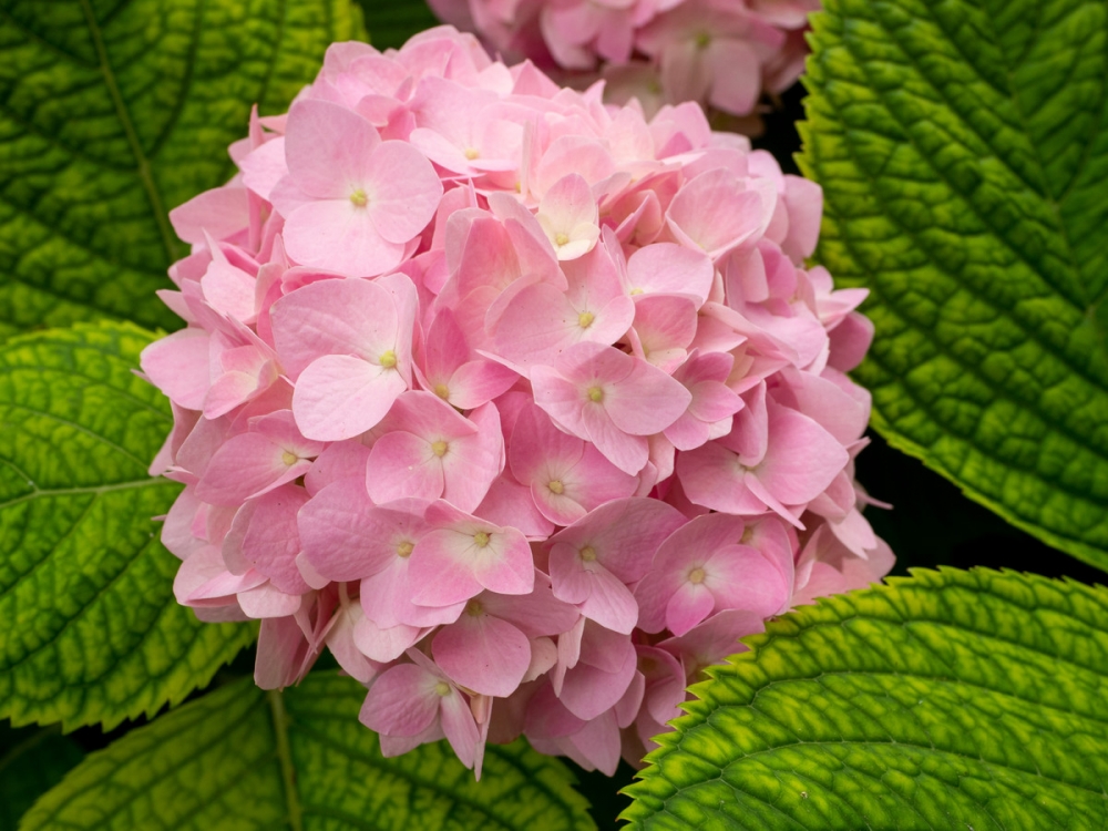 一组彩色淡雅八仙花图片欣赏