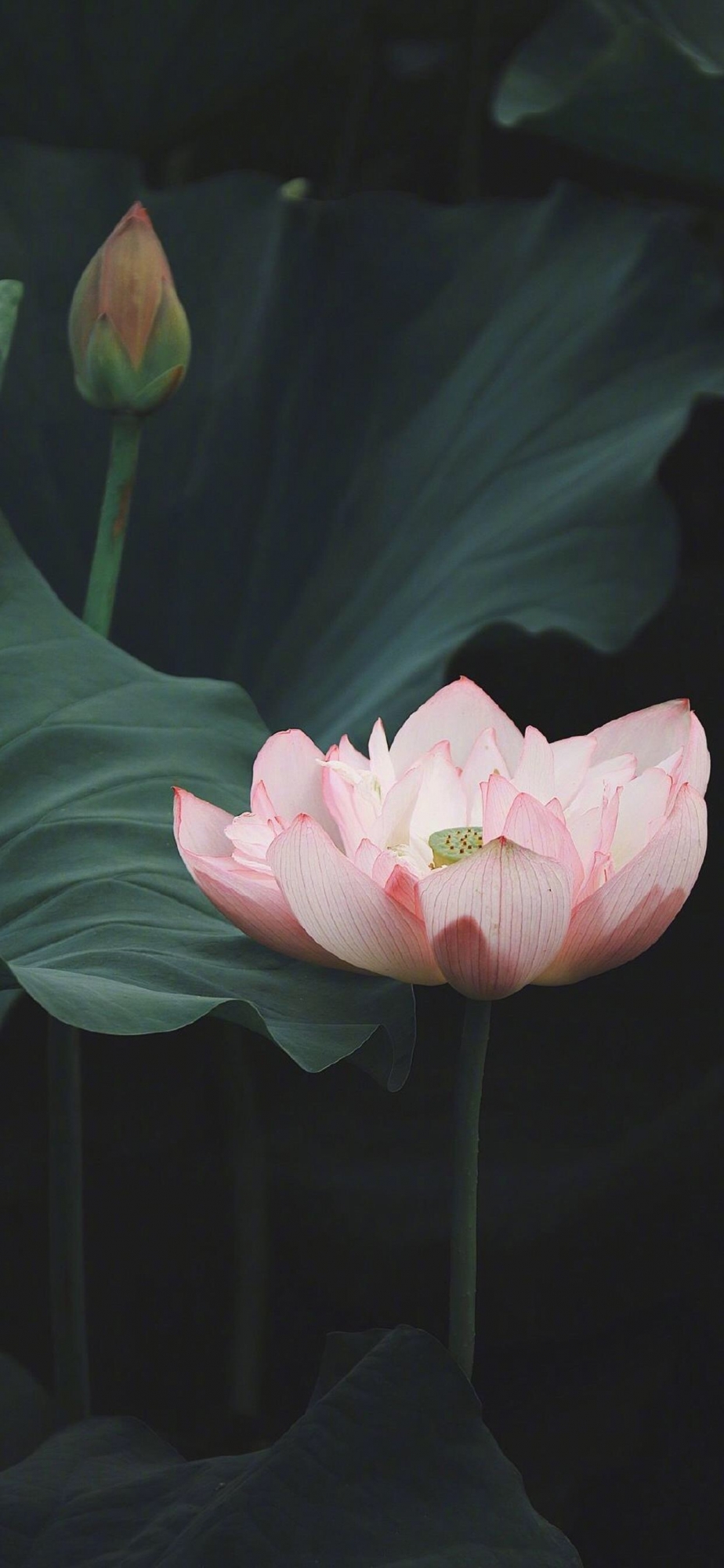 小清新荷花护眼高清手机壁纸