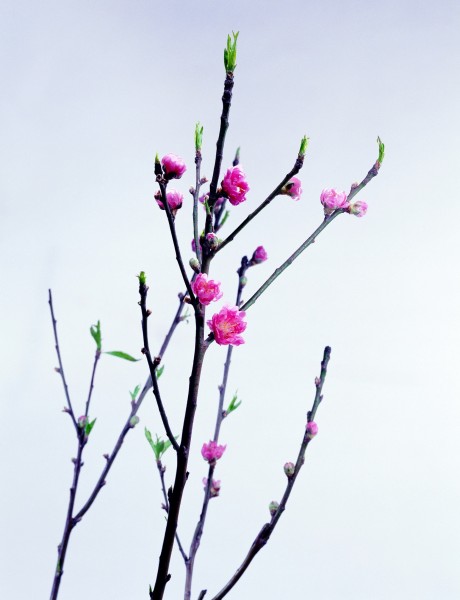 花卉枝节特写图片