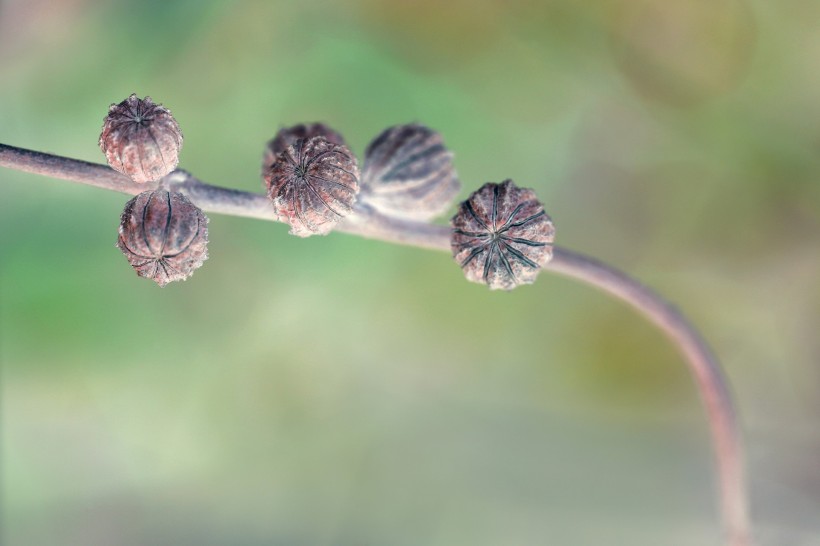 X光下的植物图片