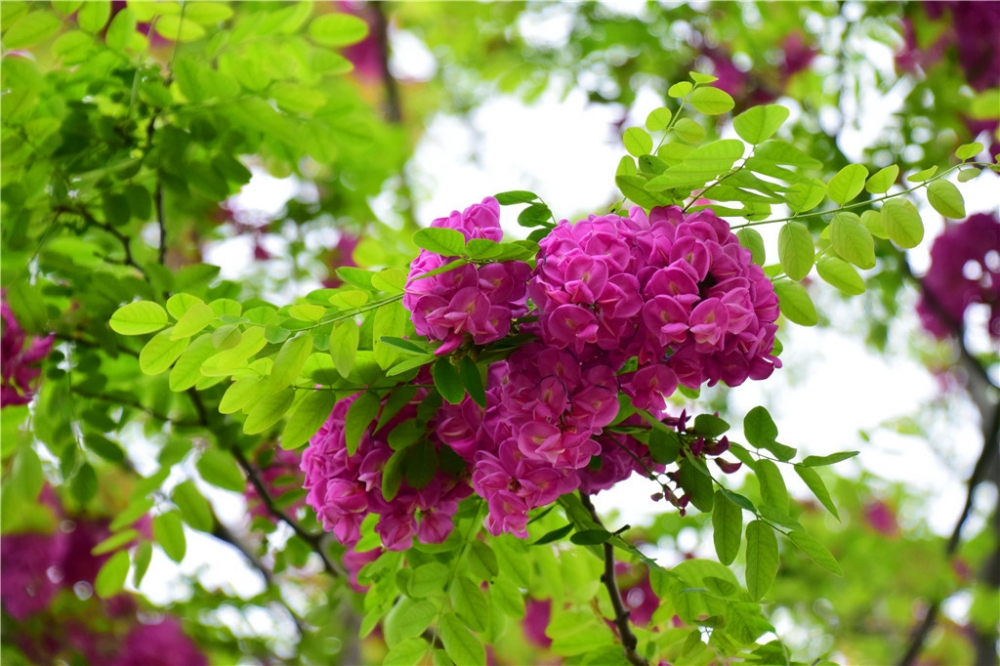 一组红花洋槐开花图片欣赏