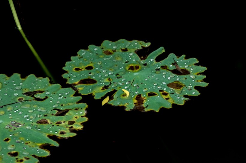 雨后池塘中的荷葉圖片