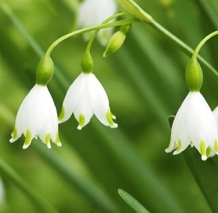 铃兰花的花语是幸福归来、吉祥与好运