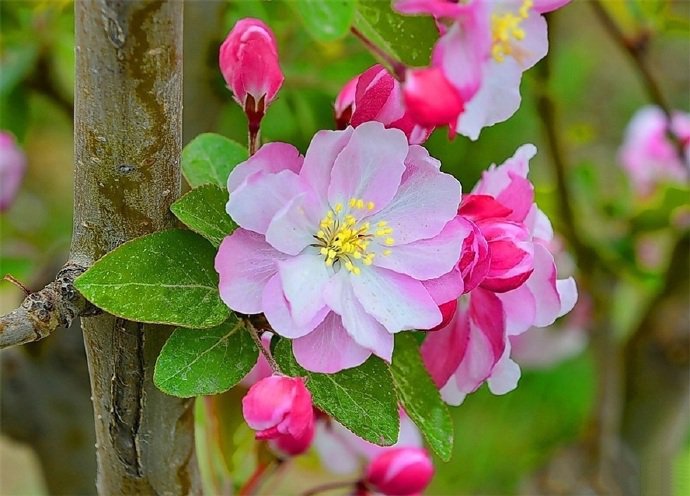 花色艷麗，花姿嬌柔優(yōu)美的海棠花