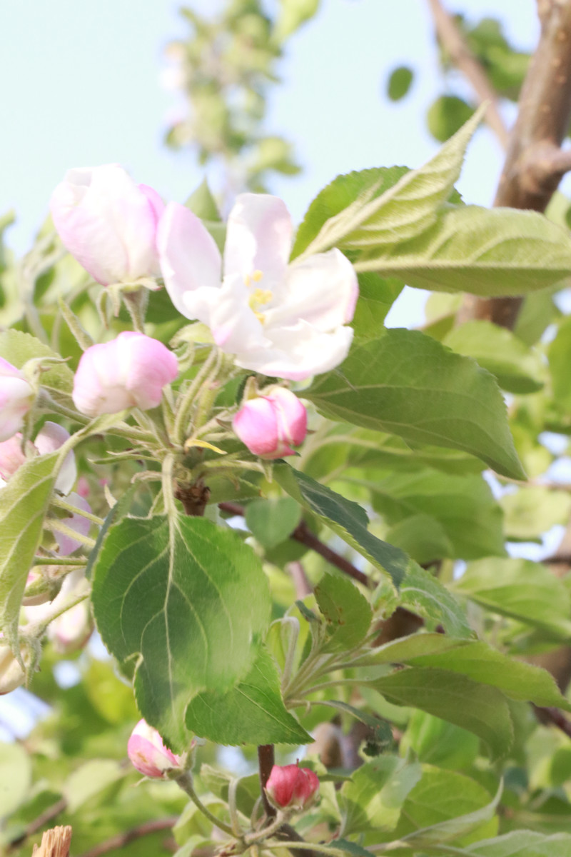 6月开花的植物苹果花图片欣赏