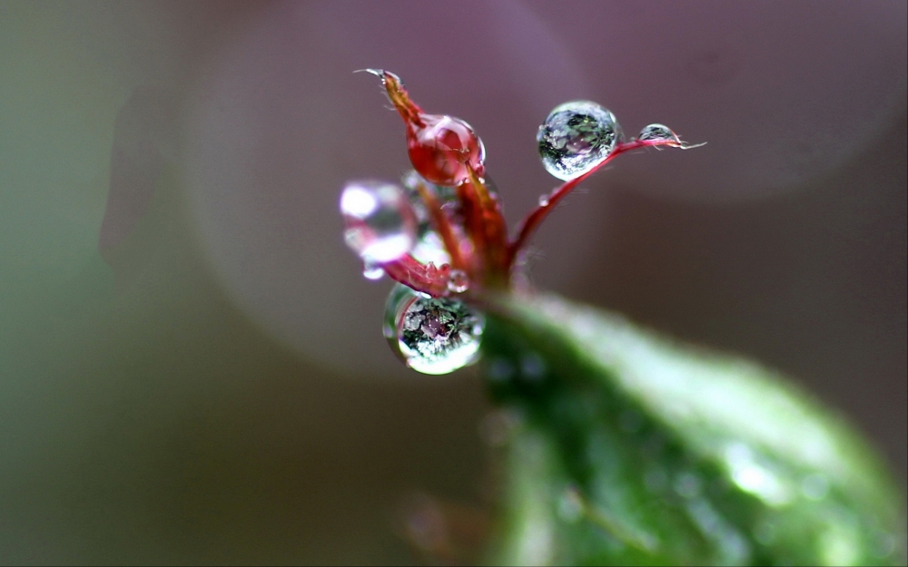 树叶上唯美的露珠图片欣赏