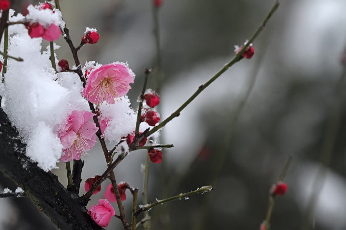 江南未雪梅花白，憶梅人是江南客