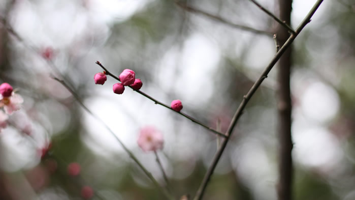 一组还未盛开的梅花花苞图片欣赏