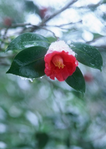 雪中植物花朵图片