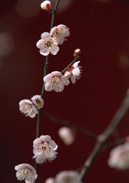 梅花图片