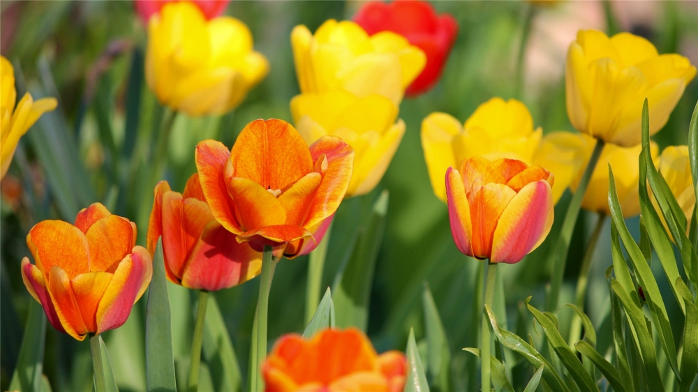 盛開的郁金香花海高清桌面壁紙