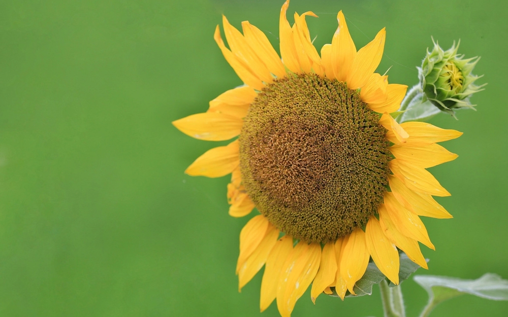 向陽而開的花,開起來就像陽光般燦爛,顏色里已經(jīng)充滿陽光的味道