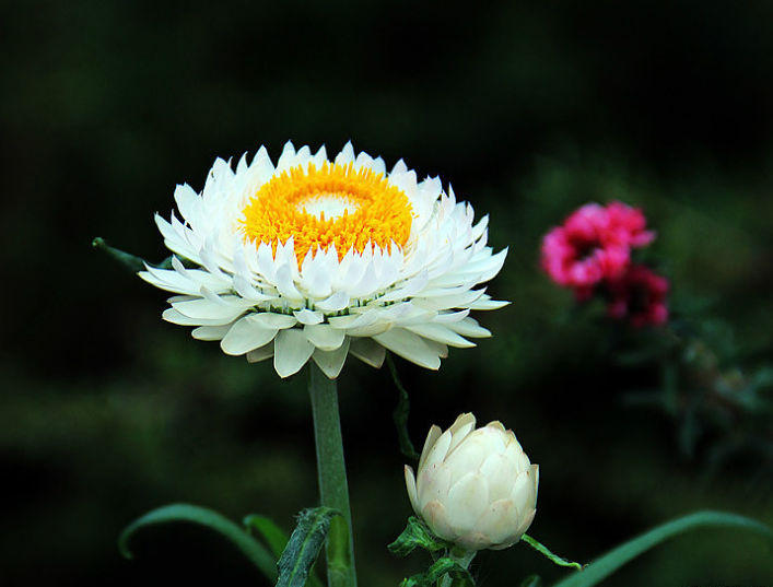 有多种颜色的蜡菊花图片欣赏