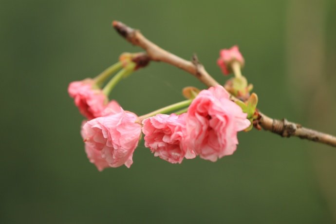 褪盡東風滿面妝，可憐蝶粉與蜂狂