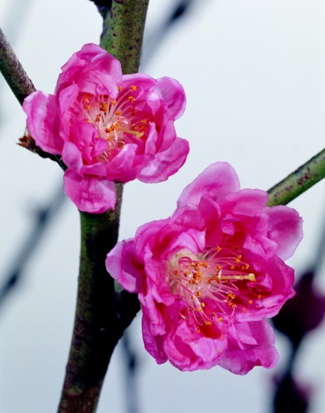 花卉枝节特写图片