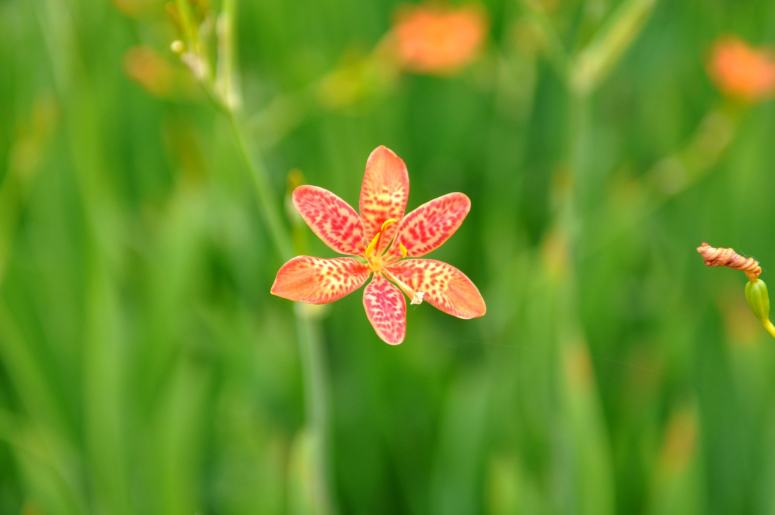 花形飄逸優(yōu)美的射干花圖片