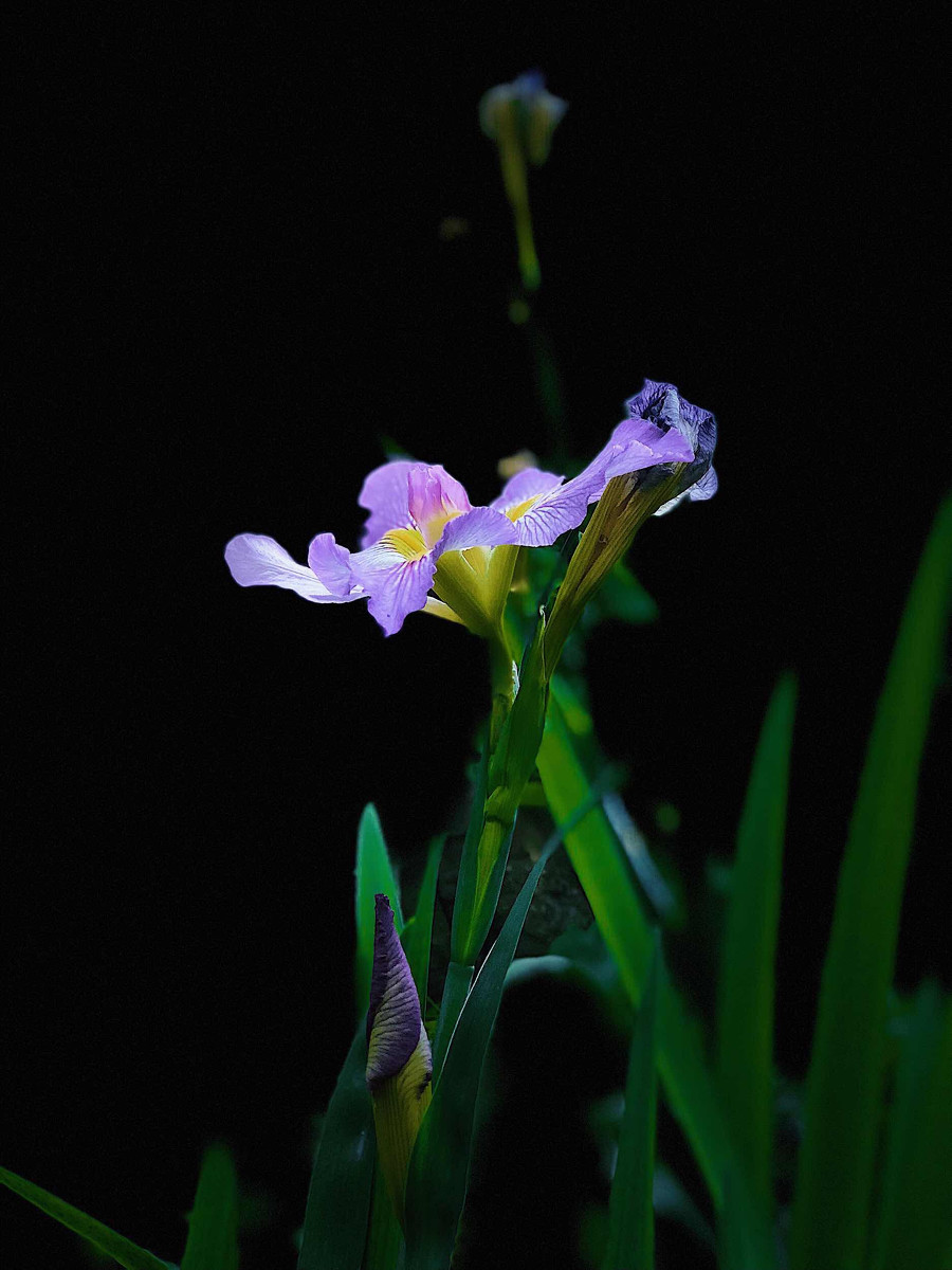 一朵紫色唯美的鸢尾花图片