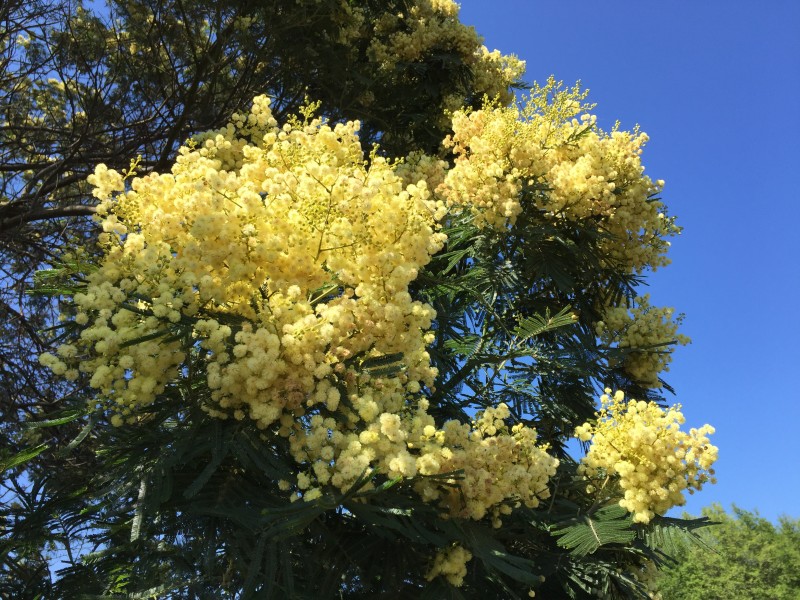  含羞草的花圖片