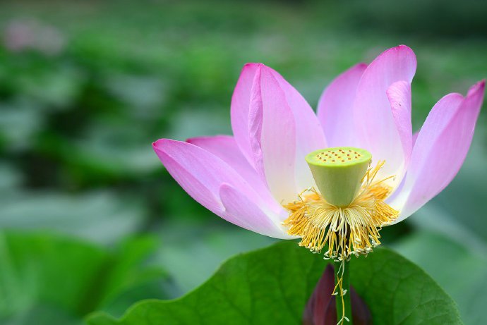 一组荷花和莲蓬的图片欣赏