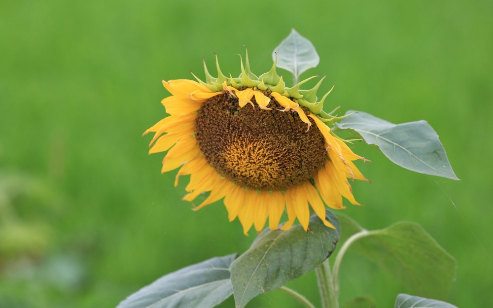 向陽而開的花,開起來就像陽光般燦爛,顏色里已經(jīng)充滿陽光的味道