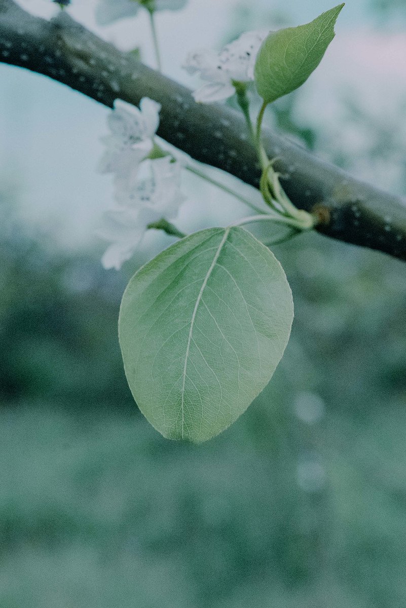 梨花開放唯美小清新圖片欣賞