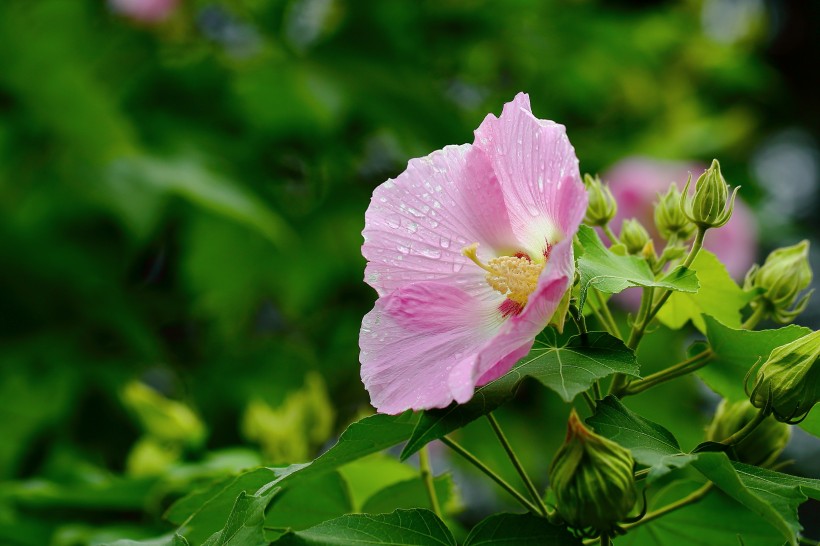 高貴優(yōu)雅的芙蓉花圖片欣賞