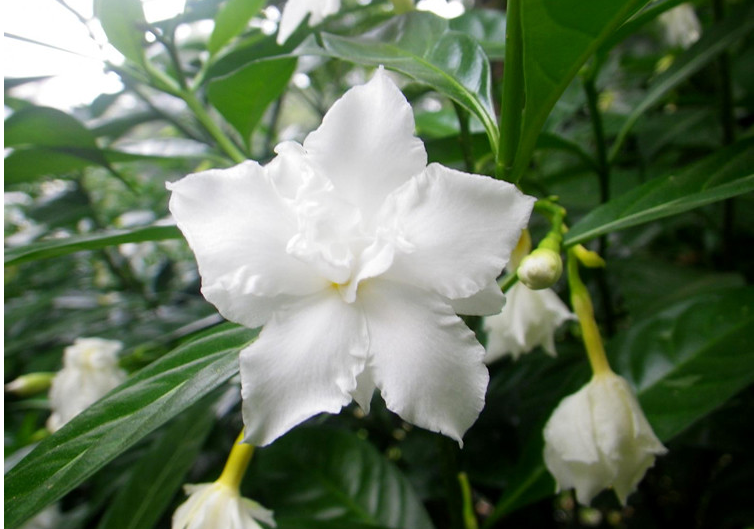 中国常见植物，狗牙花是夹竹桃科的灌木花卉