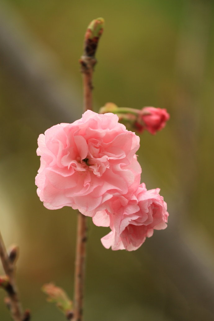 褪盡東風(fēng)滿面妝，可憐蝶粉與蜂狂