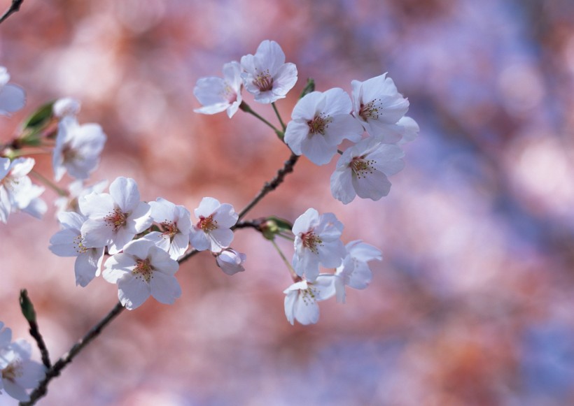 梅花图片