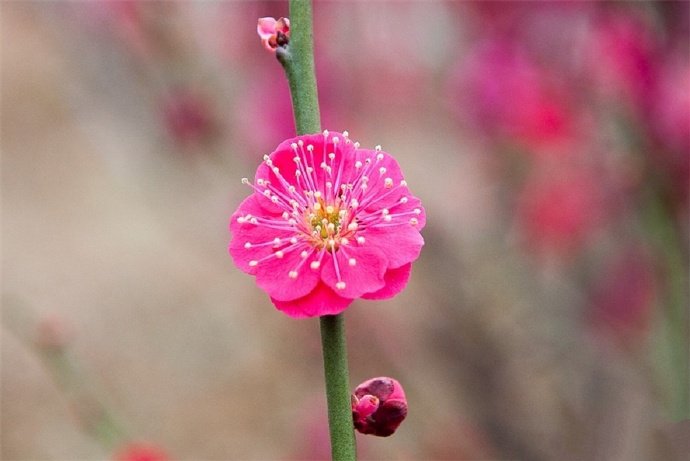 百花争春齐盛放，梅花守冬独俏开