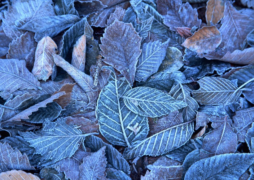 干花，干葉，松果圖片