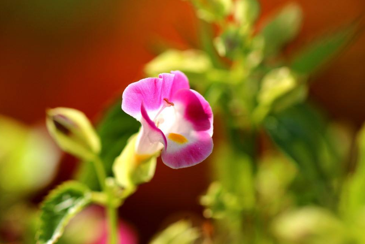 花朵更小巧、花色更丰富夏堇花朵图片