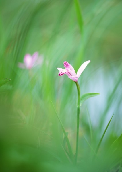 纯香野花图片