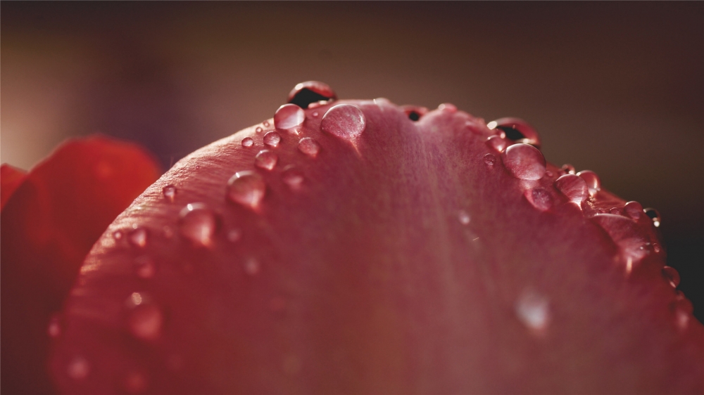 唯美雨后鲜花高清桌面壁纸