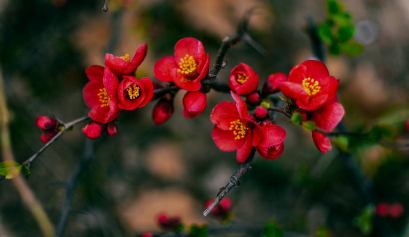 嬌艷盛開的貼梗海棠花圖片