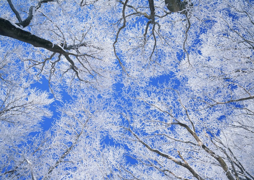 雪中植物花朵图片