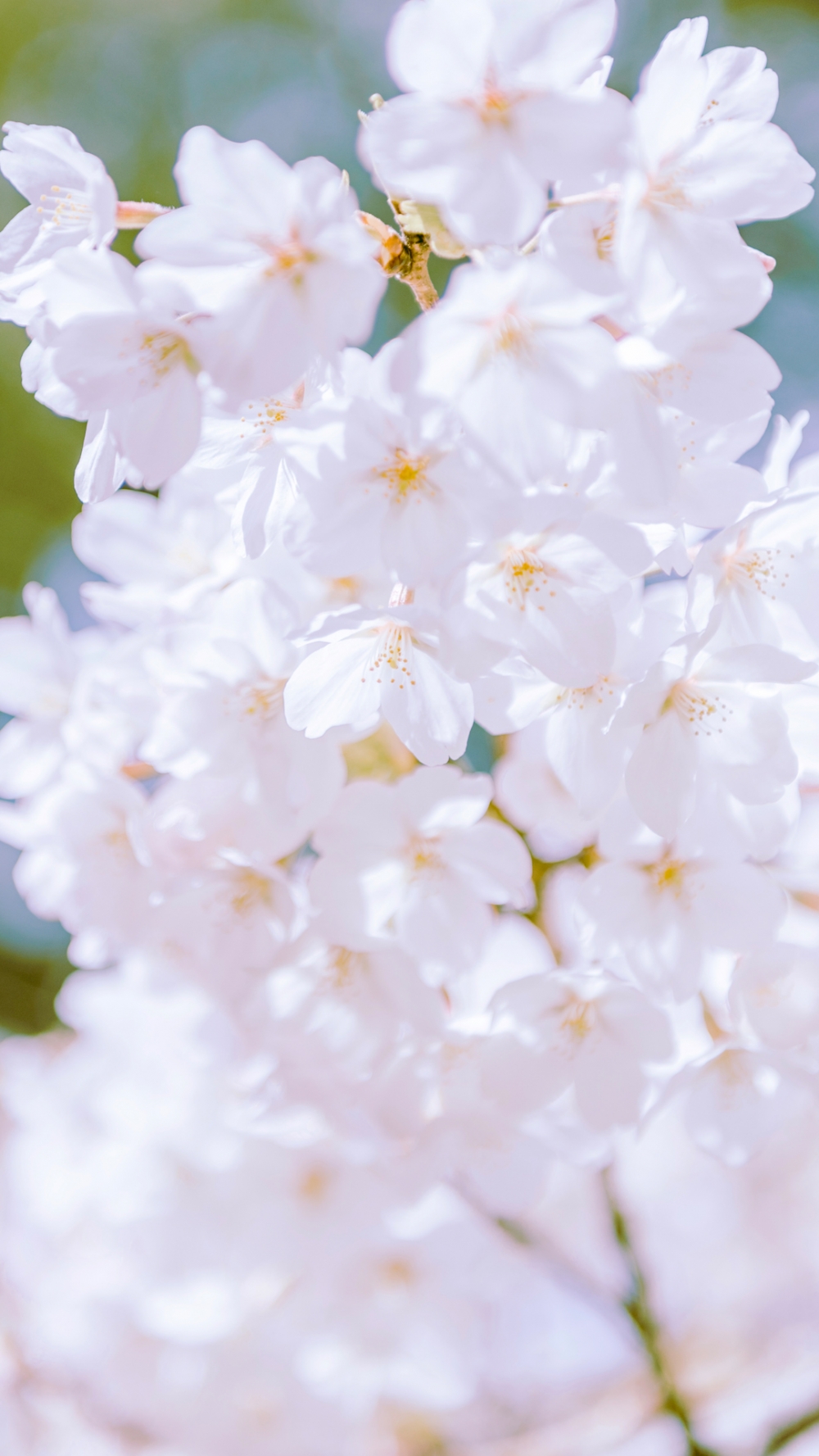 一組唯美的公園櫻花風(fēng)景圖片欣賞