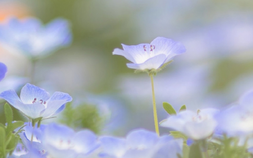 清新淡雅植物花卉图片桌面壁纸