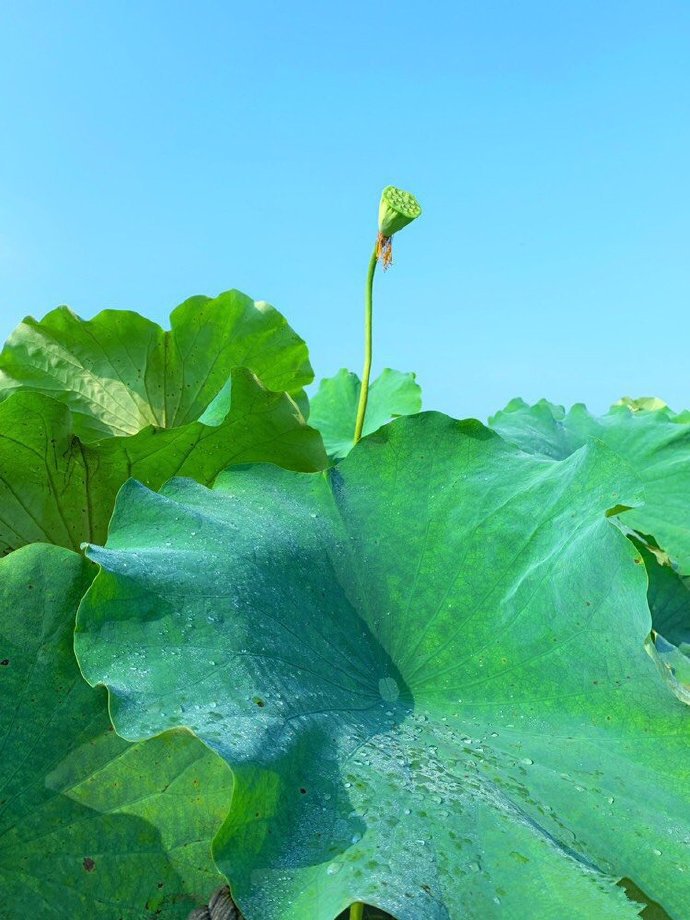 荷花就是田園風(fēng)光的清涼綠色