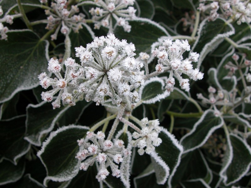 冰雪植物图片