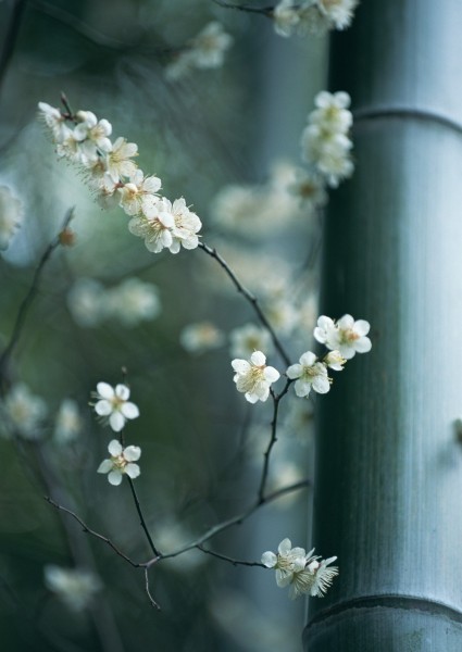 梅花图片