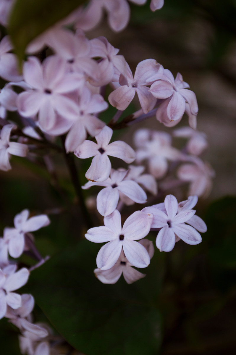 唯美紫色丁香花图片欣赏