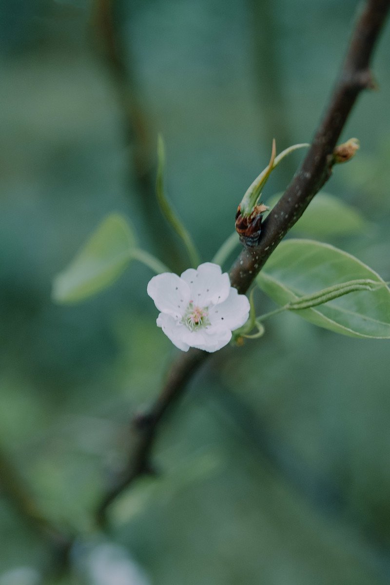 梨花開放唯美小清新圖片欣賞