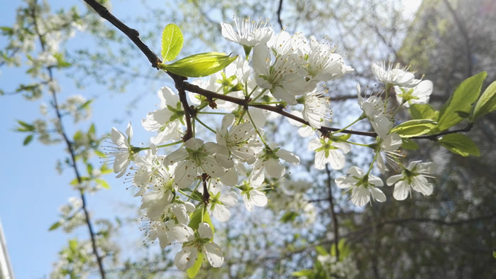 一组白花花清新的梨花图片欣赏