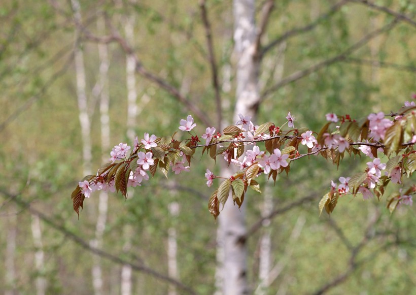 櫻花樹(shù)圖片