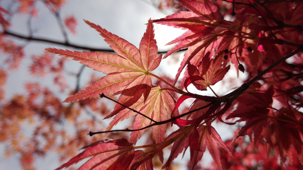 一組秋季紅葉霜葉圖片欣賞