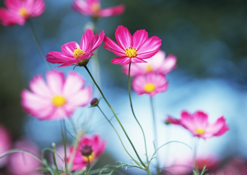 蓝天与鲜花图片