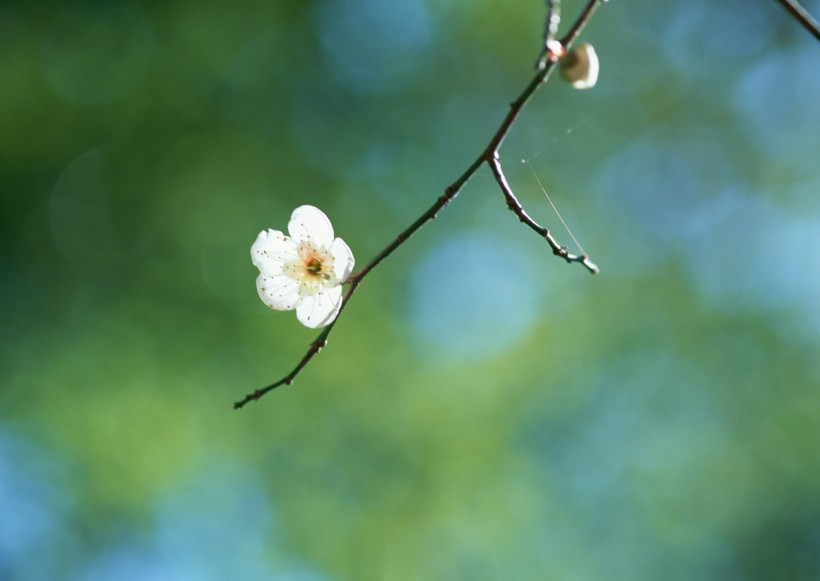 桃花图片