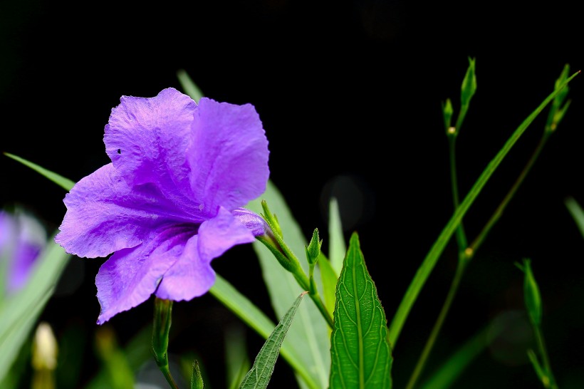 优雅美丽的翠芦莉花图片欣赏